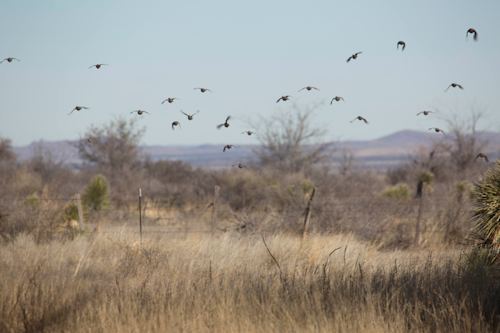 west texas quail hunting scaled quail