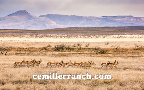 Pronghorn CE Miller Ranch