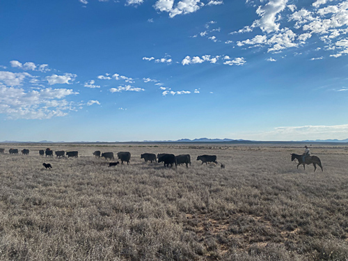 moving bulls on the Miller Ranch