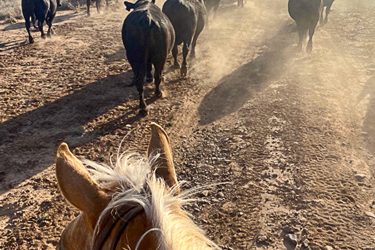 Moving Bulls on the Miller Ranch