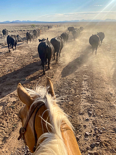 Moving Bulls on the Miller Ranch