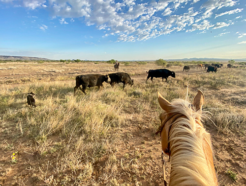 moving bulls on the Miller Ranch