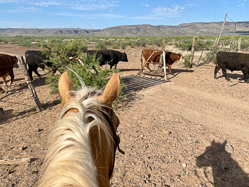 moing bulls on the miller ranch